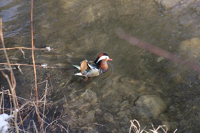 Mandarin Duck