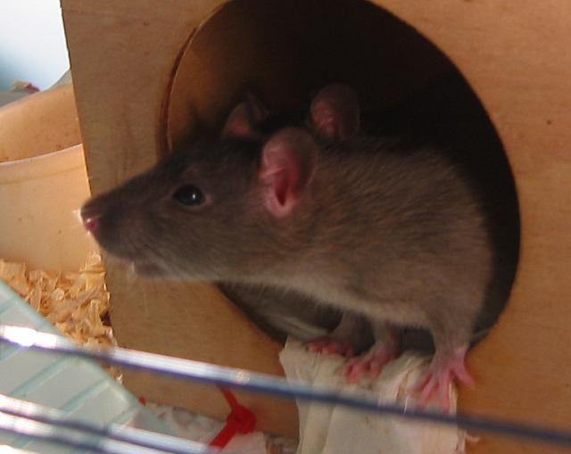 Young Kazumi and Jun