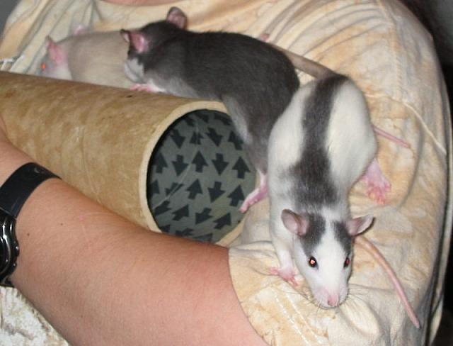 Young Sora, Nami and Yuri