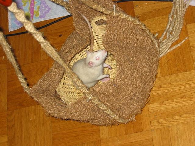 Sora in our rat swing