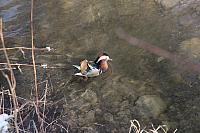 Mandarin Duck