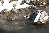 Mandarin Duck and Mallards