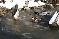 Mandarin Duck and Mallards