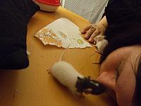 Una, Ylvi and Regina