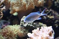 SeaLife February 2009